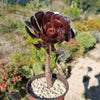 Black Rose - Aeonium arboreum zwartkop