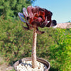 Black Rose - Aeonium arboreum zwartkop