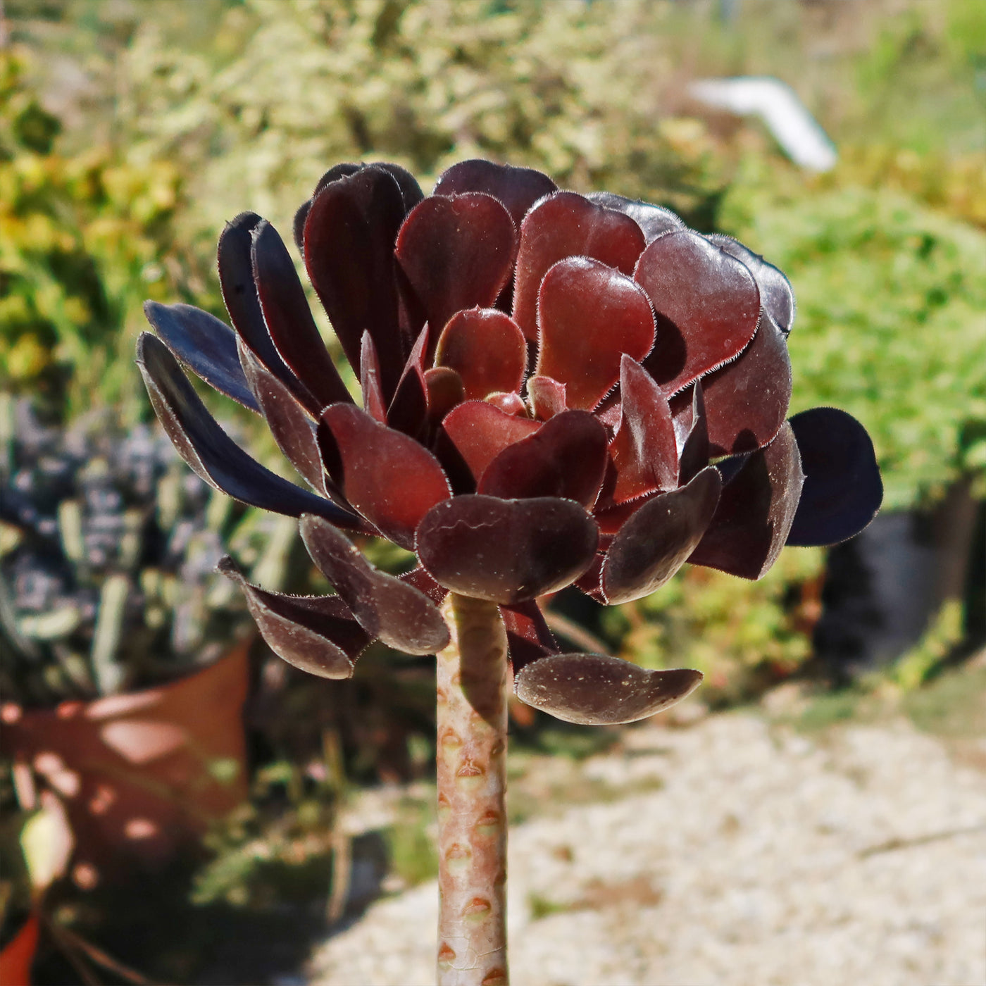 black and red succulent Shop 'Black Rose Succulent - Aeonium Zwartkop' Care and Info