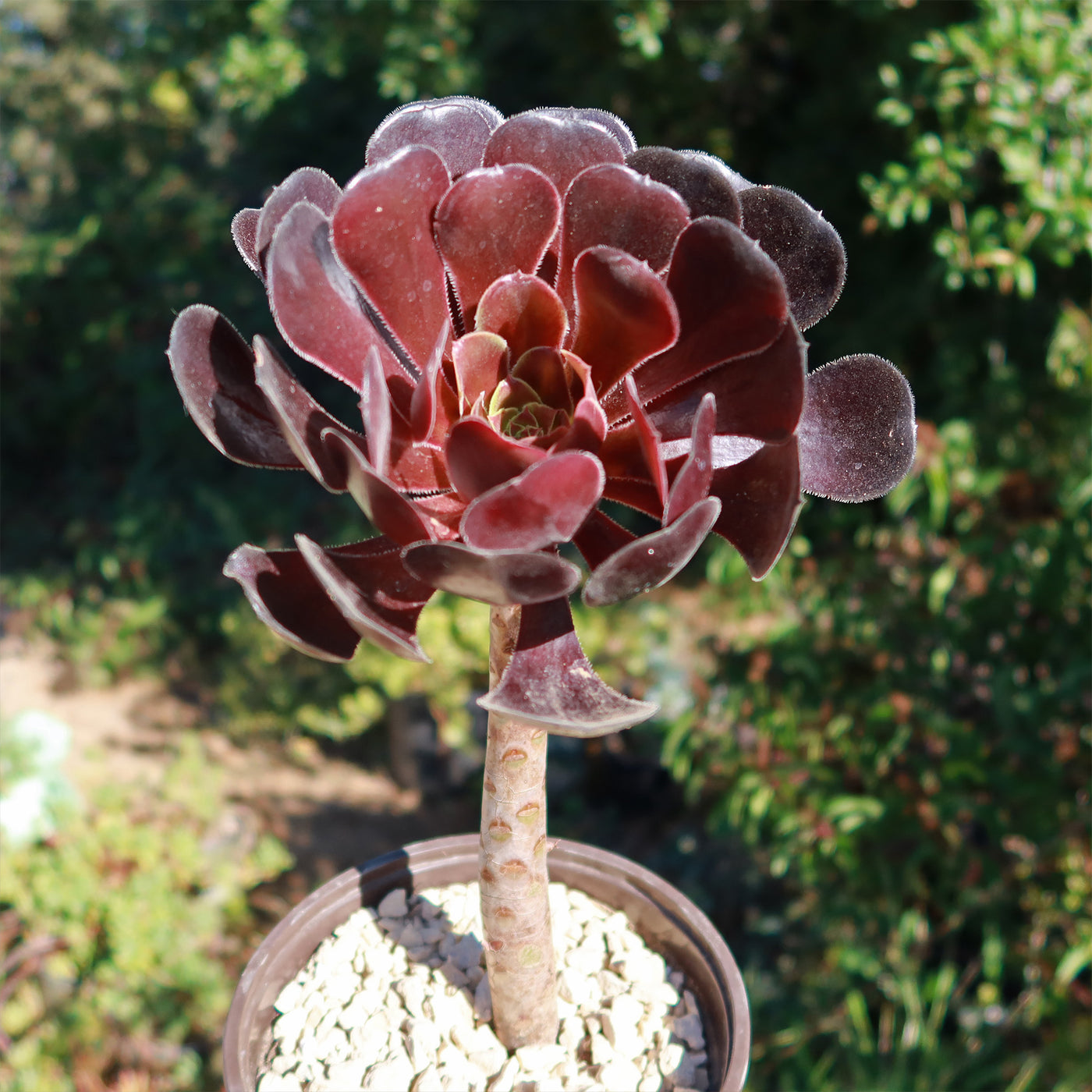michaels succulent wreath Shop 'Black Rose Succulent - Aeonium Zwartkop' Care and Info