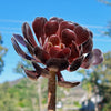 Black Rose - Aeonium arboreum zwartkop