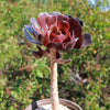 Black Rose - Aeonium arboreum zwartkop