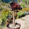 Black Rose - Aeonium arboreum zwartkop