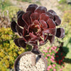 Black Rose - Aeonium arboreum zwartkop