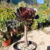 Black Rose - Aeonium arboreum zwartkop