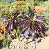 Black Rose - Aeonium arboreum zwartkop