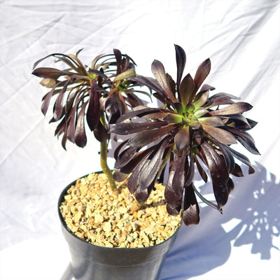 Black Rose - Aeonium arboreum zwartkop