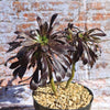 Black Rose - Aeonium arboreum zwartkop