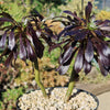 Black Rose - Aeonium arboreum zwartkop