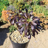 Black Rose - Aeonium arboreum zwartkop