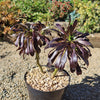 Black Rose - Aeonium arboreum zwartkop