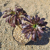 Black Rose - Aeonium arboreum zwartkop