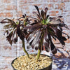 Black Rose - Aeonium arboreum zwartkop