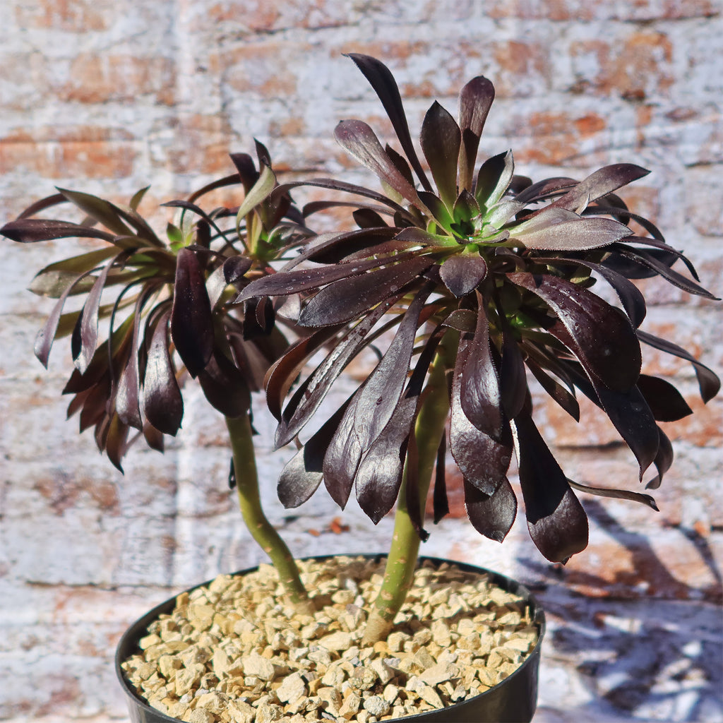 Black Rose - Aeonium arboreum zwartkop