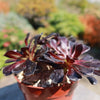 Black Rose - Aeonium arboreum zwartkop