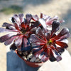 Black Rose - Aeonium arboreum zwartkop