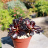 Black Rose - Aeonium arboreum zwartkop