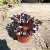 Black Rose - Aeonium arboreum zwartkop