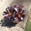 Black Rose - Aeonium arboreum zwartkop