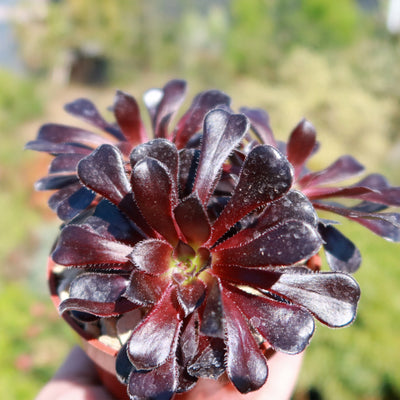 Black Rose - Aeonium arboreum zwartkop