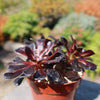 Black Rose - Aeonium arboreum zwartkop