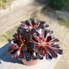 Black Rose - Aeonium arboreum zwartkop