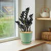 Raven ZZ Plant - Zamioculcas zamiifolia &