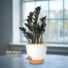 Raven ZZ Plant - Zamioculcas zamiifolia &