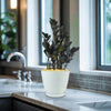 Raven ZZ Plant - Zamioculcas zamiifolia &