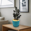 Raven ZZ Plant - Zamioculcas zamiifolia &