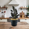 Raven ZZ Plant - Zamioculcas zamiifolia &