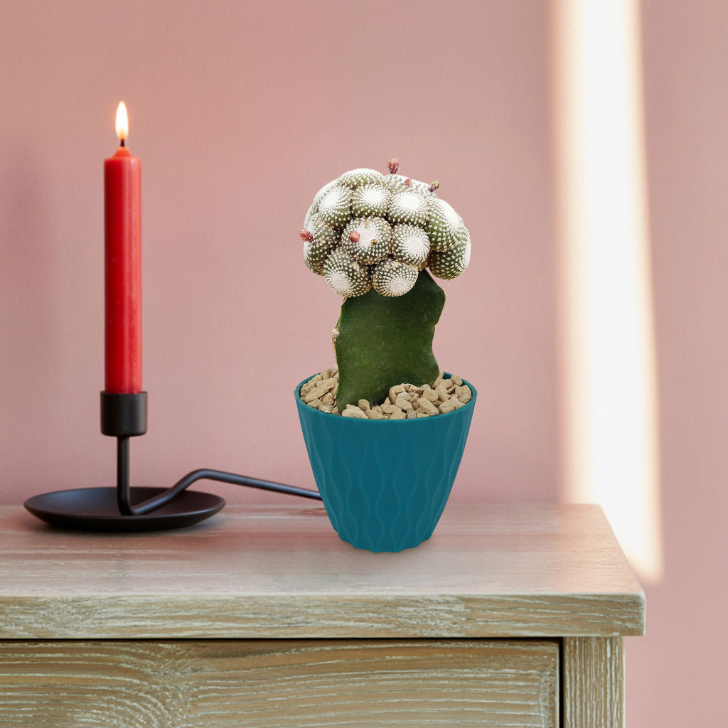 Blossfeldia liliputana grafted cactus in a blue pot with pebbles, next to a lit red candle on a light wood table against a pink wall.