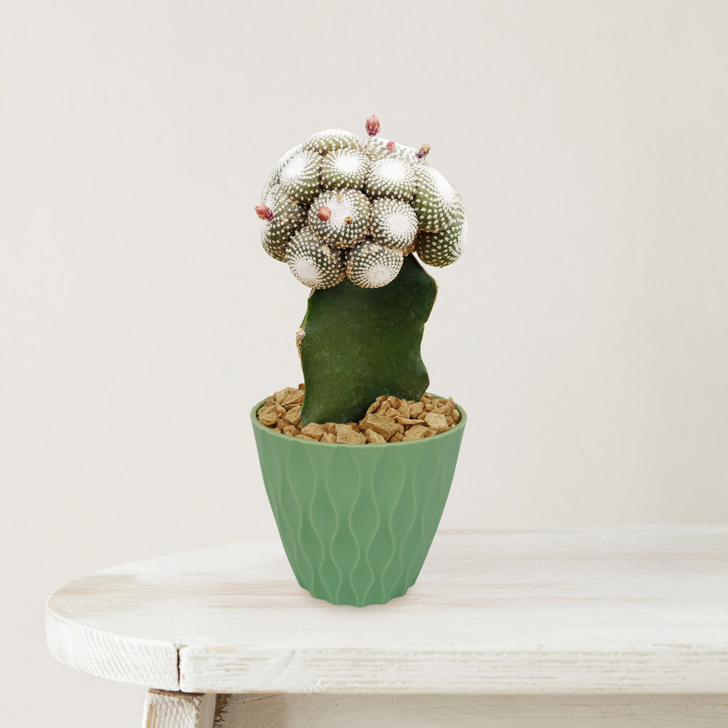 Blossfeldia liliputana grafted cactus with a white bumpy top and pink buds in a green pot, on a white wood surface.