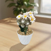 Blossfeldia liliputana grafted cactus with white and yellow flowers in a textured white pot on a wooden table by a window.