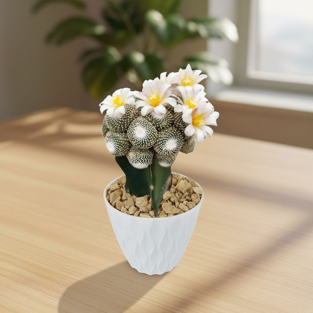 Blossfeldia liliputana grafted cactus with white and yellow flowers in a textured white pot on a wooden table by a window.