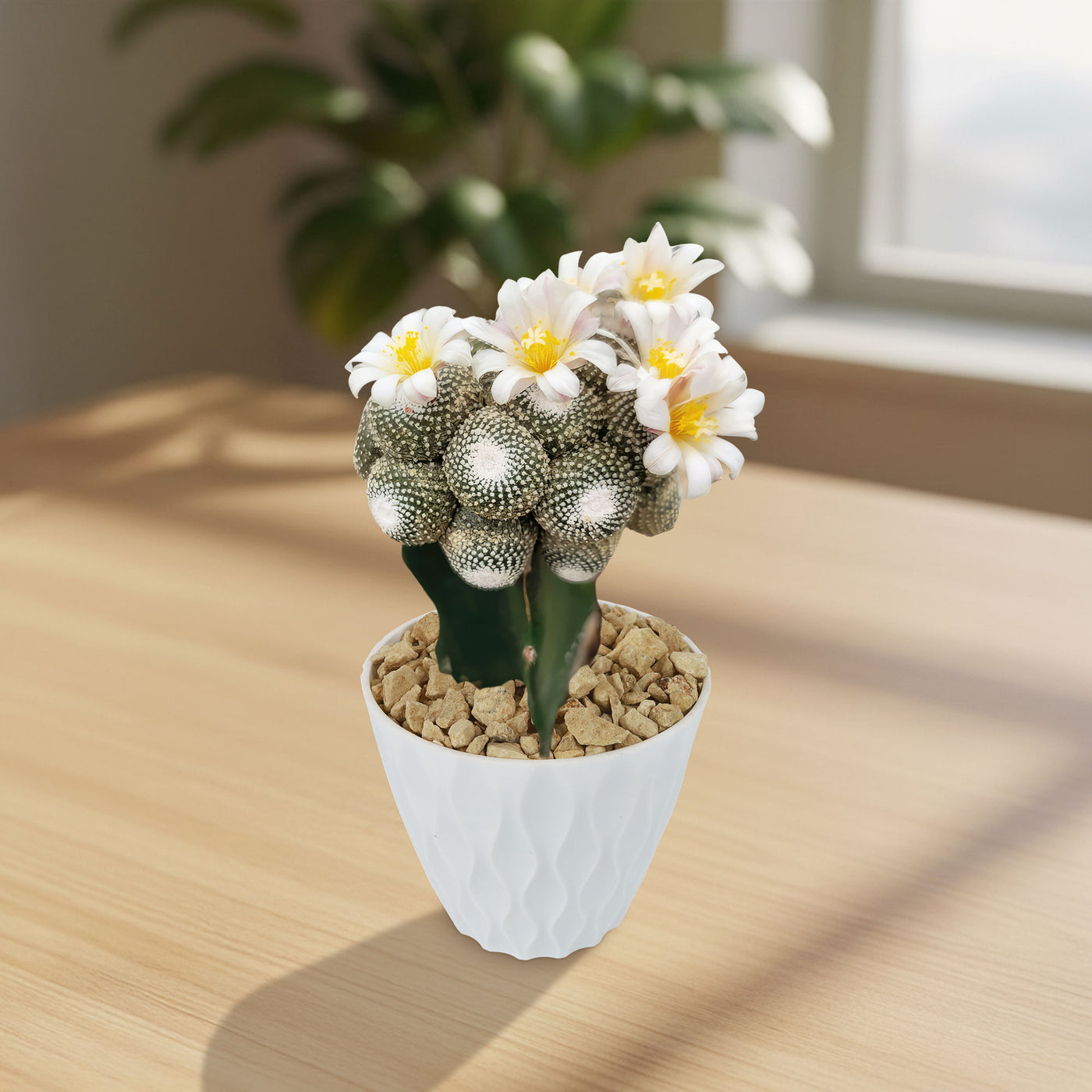Blossfeldia liliputana Grafted Rare Cactus | Planet Desert