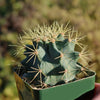 Blue Barrel Cactus - Ferocactus glaucescens