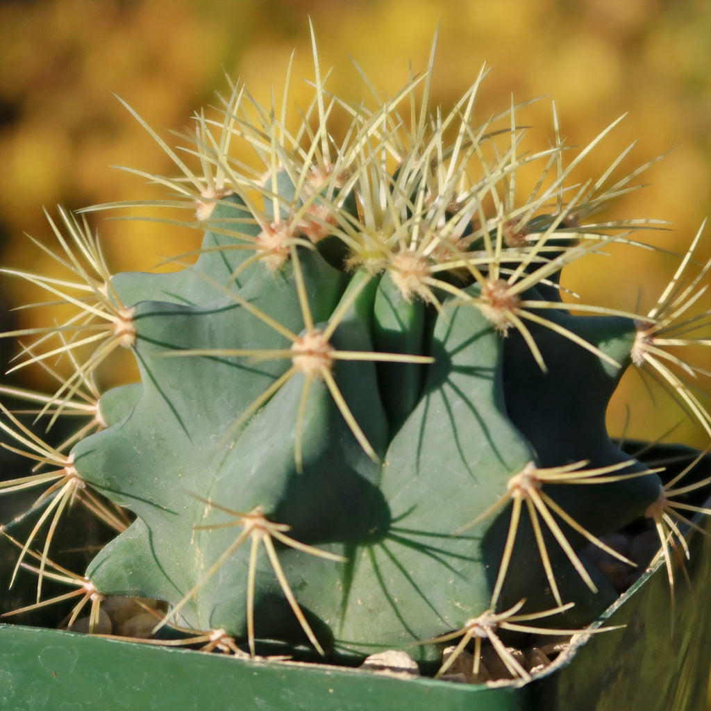 Blue Barrel Cactus - Ferocactus glaucescens