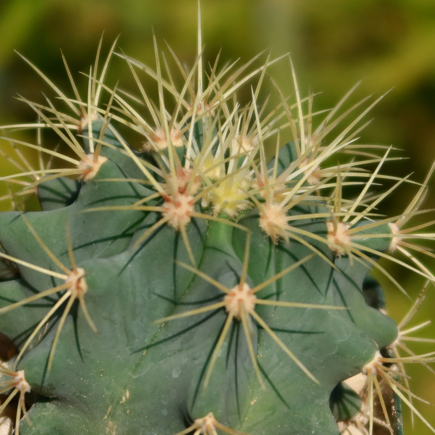 Blue Barrel Cactus - Ferocactus glaucescens