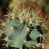 Blue Barrel Cactus - Ferocactus glaucescens