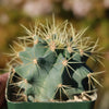 Blue Barrel Cactus - Ferocactus glaucescens