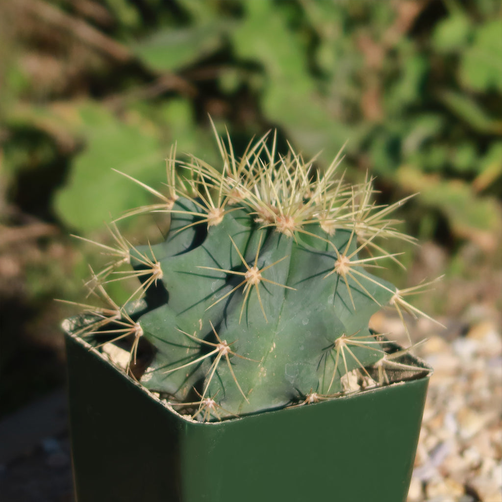 Blue Barrel Cactus - Ferocactus glaucescens