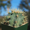 Blue Barrel Cactus - Ferocactus glaucescens