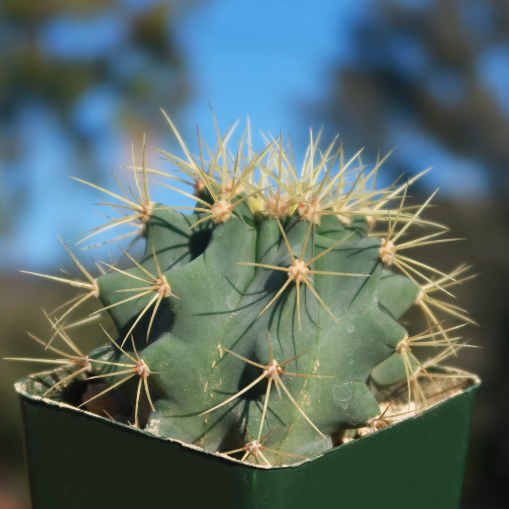 Blue Barrel Cactus - Ferocactus glaucescens