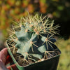 Blue Barrel Cactus - Ferocactus glaucescens