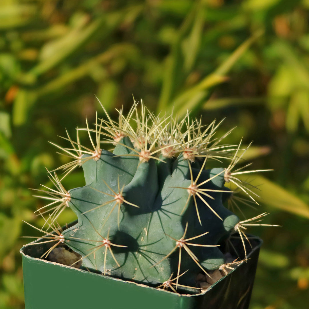 กระบองเพชรถังน้ำเงิน Ferocactusกระบองเพชรถังน้ำเงิน Ferocactus  