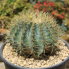 Blue Barrel Cactus - Ferocactus glaucescens