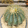 Blue Barrel Cactus - Ferocactus glaucescens