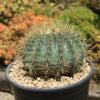 Blue Barrel Cactus - Ferocactus glaucescens