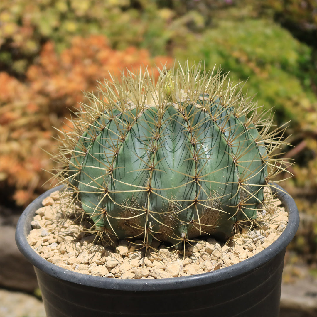 Cactus de barril azul FerocactusCactus de barril azul Ferocactus  